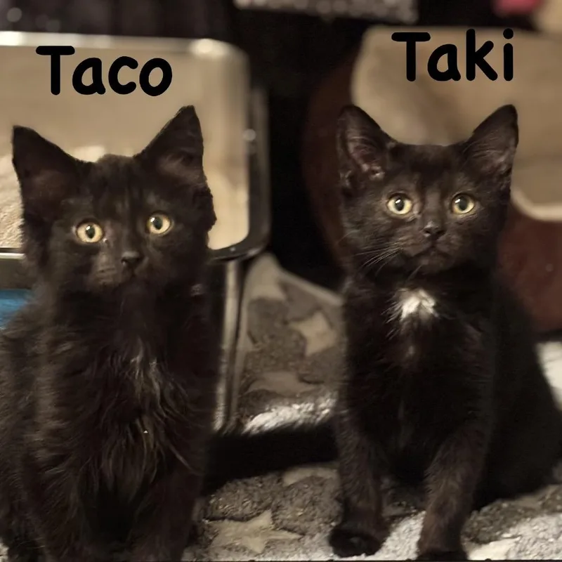 A baby small-sized female Black Domestic Short Hair cat named Taci for adoption in Philadelphia, PA