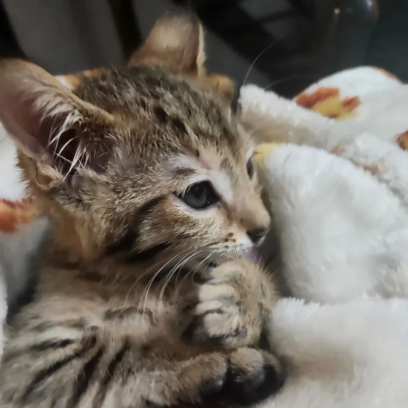A baby small-sized male Brown / Chocolate Domestic Short Hair cat named Soba Wesleyar for adoption in Tallahassee, FL