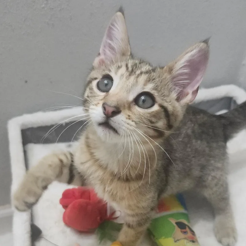 Soba Wesleyar thumbnail 2