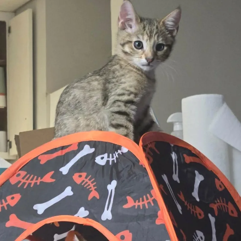 Soba Wesleyar thumbnail 3