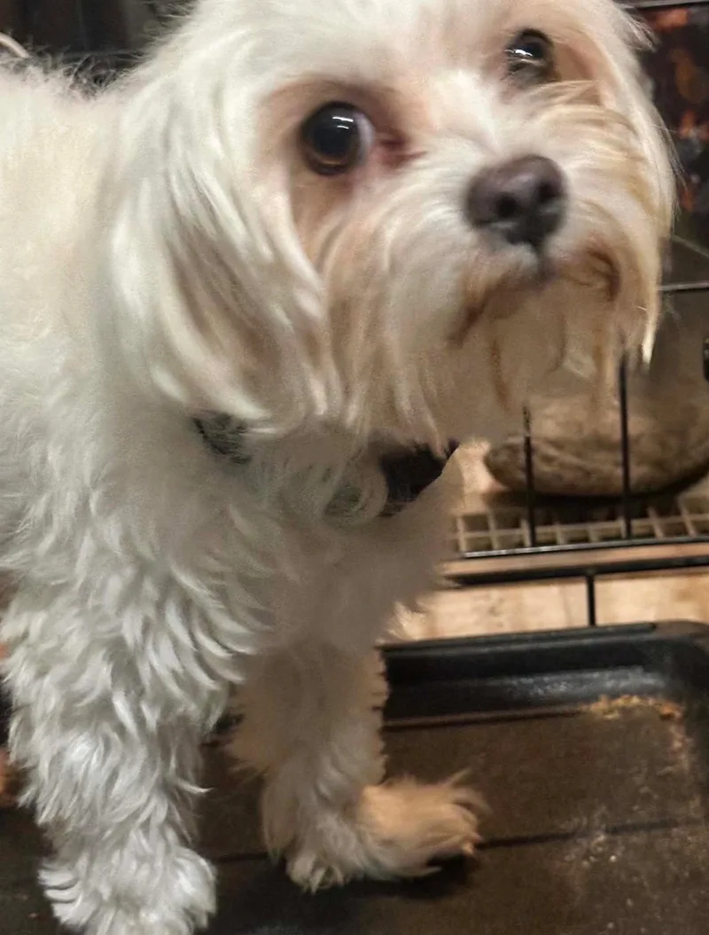 A senior small-sized male Maltese dog named Mojo for adoption in Grafton, WI