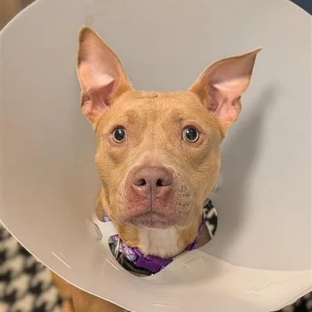 Sharkboy thumbnail 2