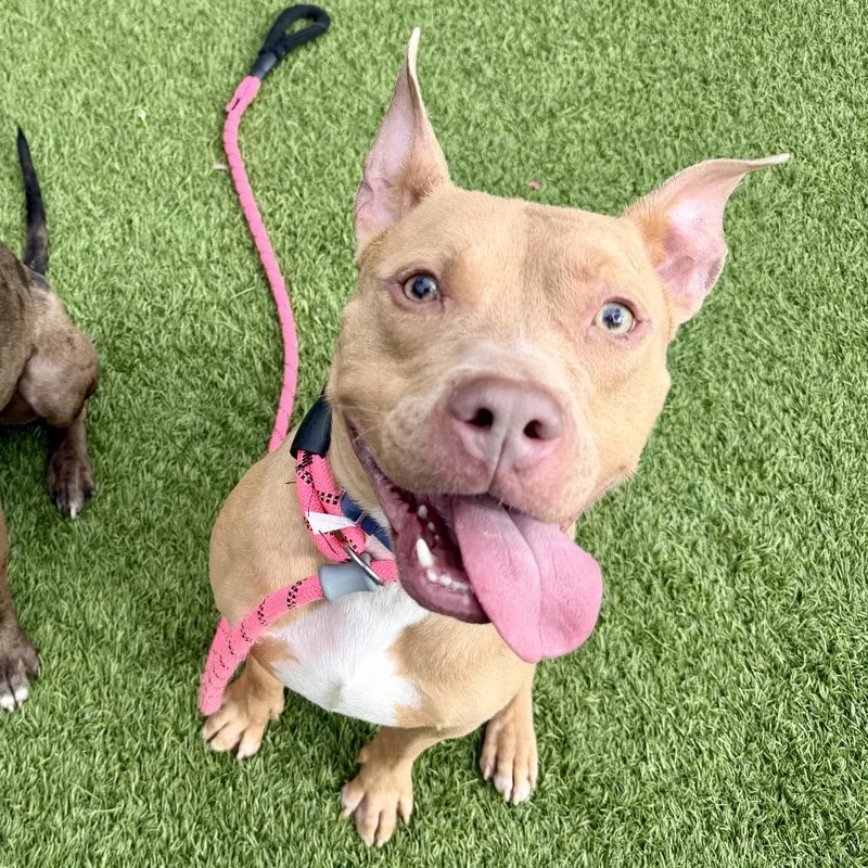 Sharkboy thumbnail 3