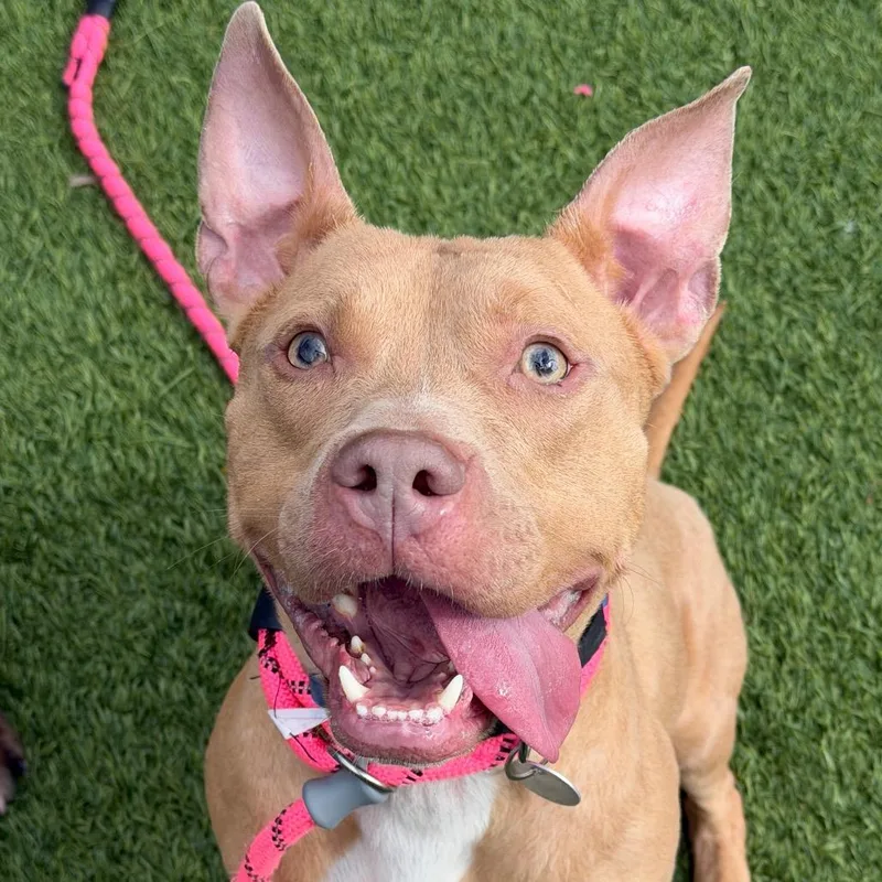 Sharkboy thumbnail 4