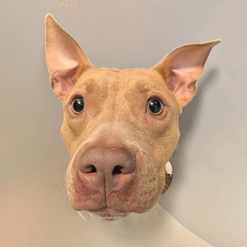 Sharkboy thumbnail 5