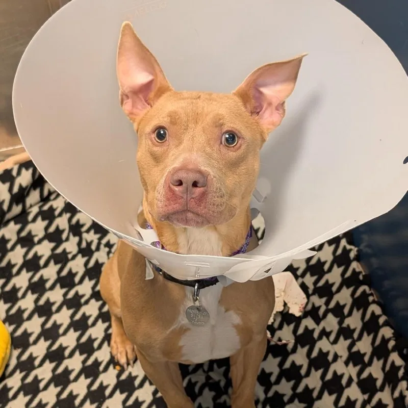 Sharkboy thumbnail 6