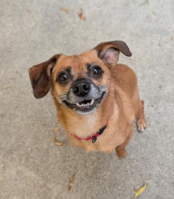 An adult small-sized male Chihuahua dog named Dwight for adoption in Healdsburg, CA