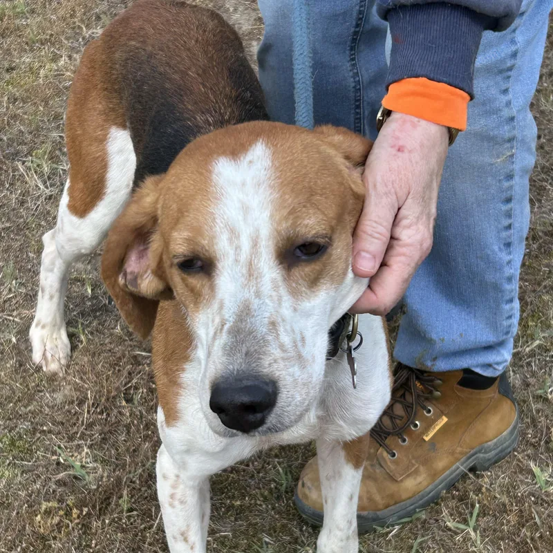 An adult medium-sized female Tricolor (Brown, Black, & White) Hound dog named Maxine for adoption in Charles City, VA