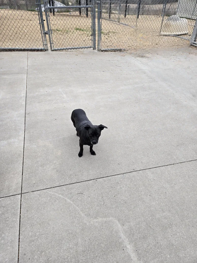 An adult small-sized female Terrier dog named Mami for adoption in Maquoketa, IA