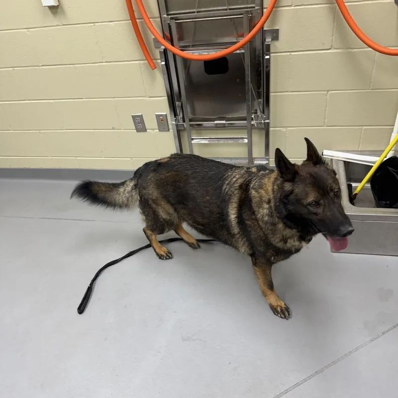 An adult large-sized male Sable Mixed Breed dog named Jumanji for adoption in Columbus, GA