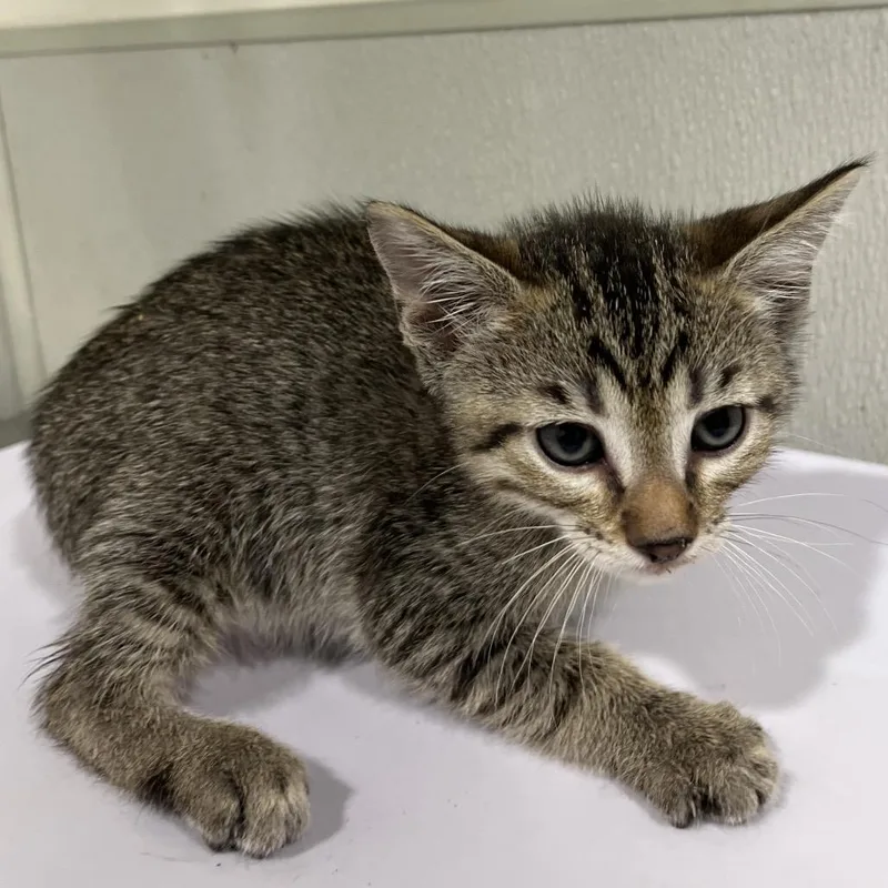 A baby small-sized male Brown / Chocolate Domestic Short Hair cat named Caspian for adoption in Clearwater, FL