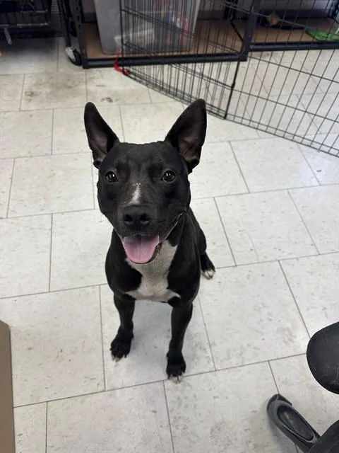 An adult large-sized male Pit Bull Terrier dog named Rodney for adoption in Stockton, CA