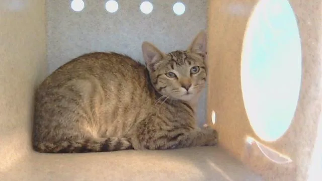 A baby medium-sized male Domestic Short Hair cat named Scotty for adoption in Gardena, CA