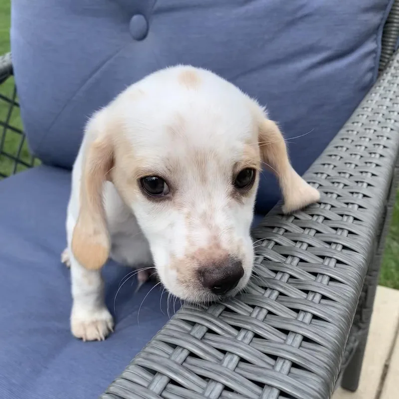 A baby medium-sized male Beagle dog named Chocolate ChipChip for adoption in Joliet, IL