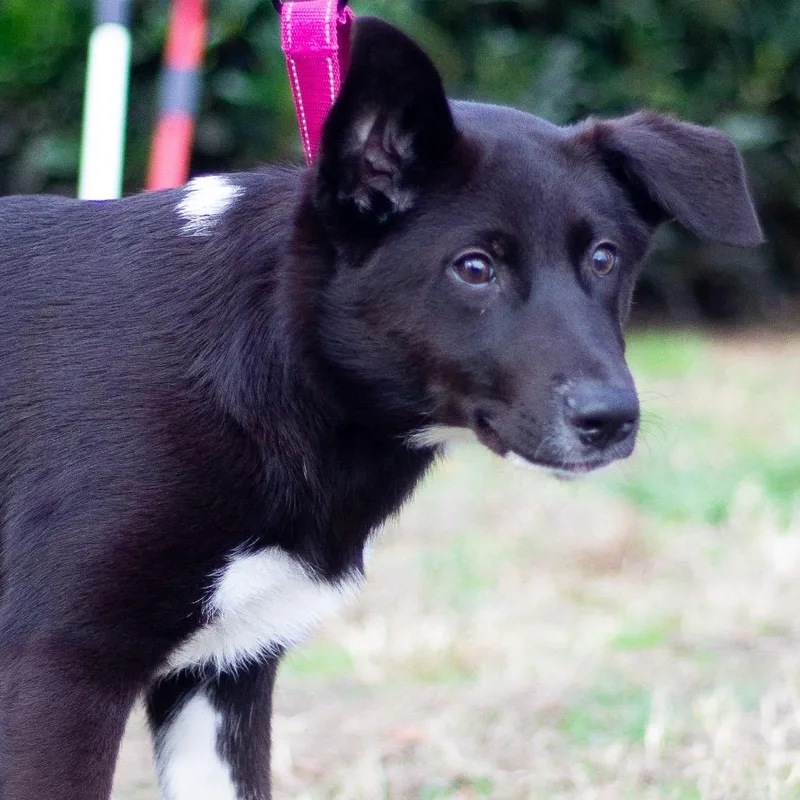 Prudence thumbnail 2