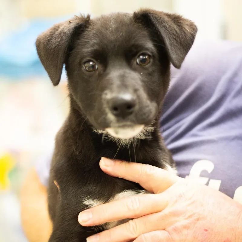 Prudence thumbnail 3