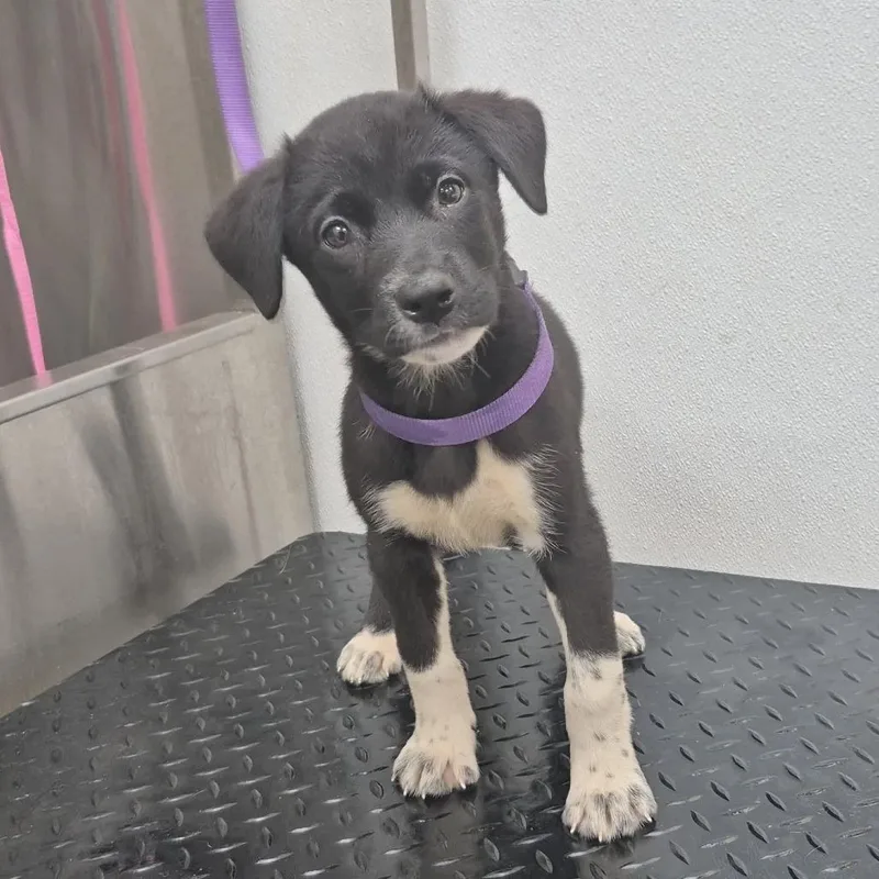 Prudence thumbnail 4