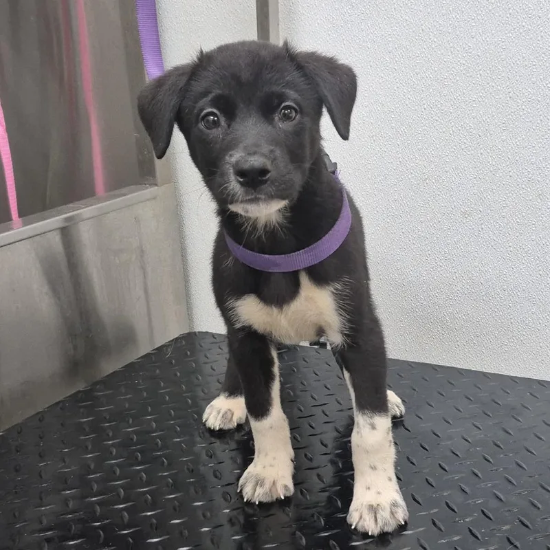 Prudence thumbnail 5