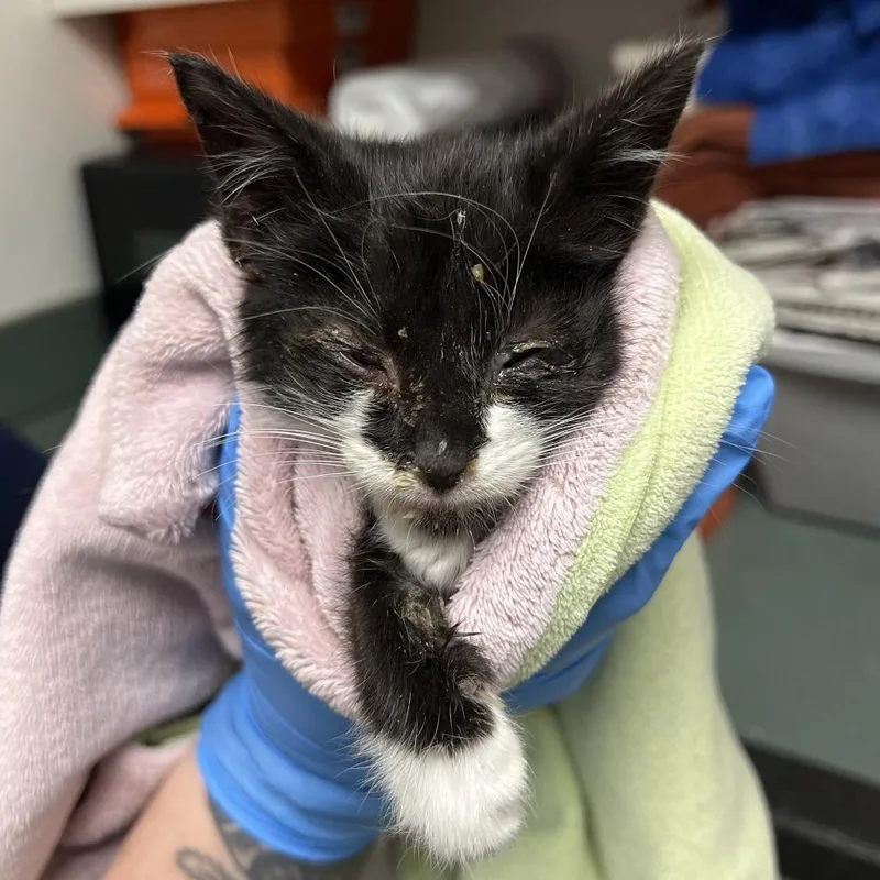 A baby small-sized male Black Domestic Short Hair cat named Salem for adoption in Harrisonburg, VA