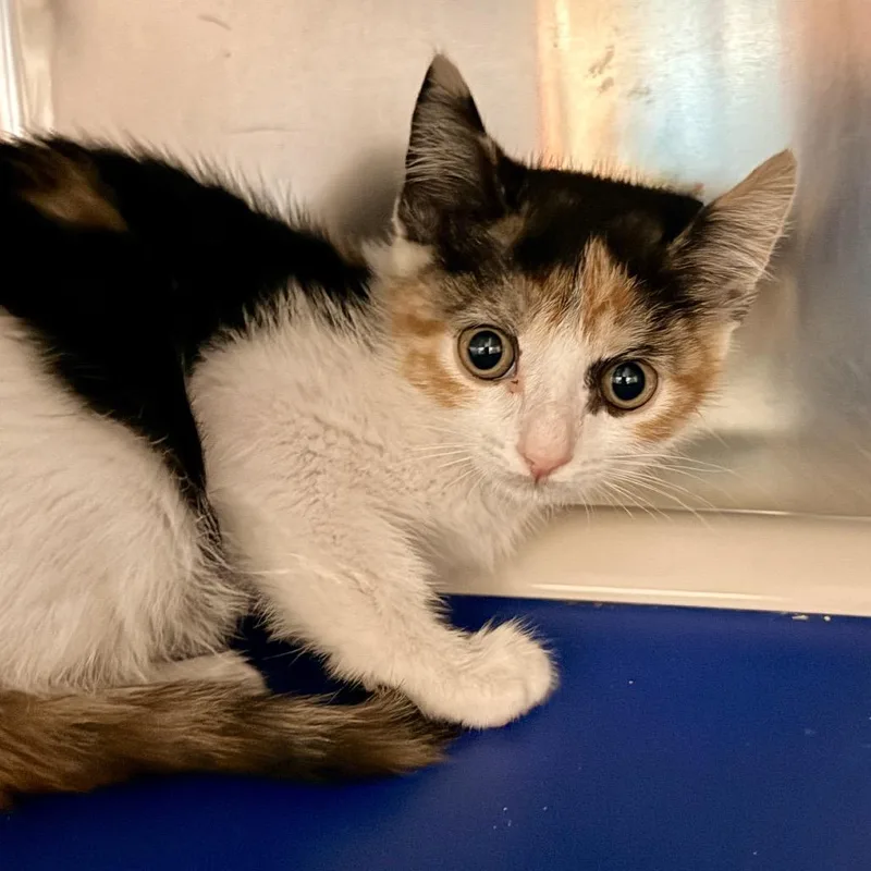 A baby medium-sized female Calico Domestic Short Hair cat named Friskies for adoption in Palm Springs, CA