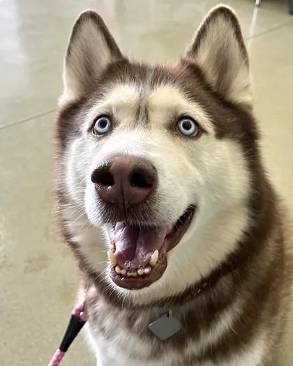 A senior large-sized male Siberian Husky dog named Rupert for adoption in New Hope, PA