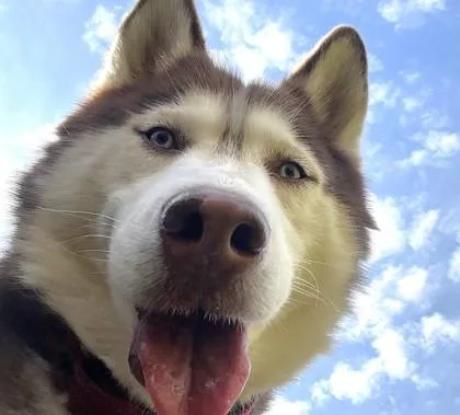Rupert thumbnail 3
