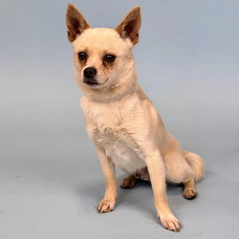 An adult small-sized male Apricot / Beige Chihuahua dog named Turbo for adoption in Portland, OR