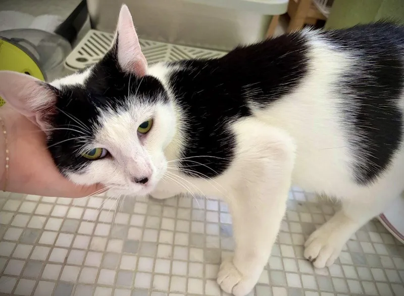 A young medium-sized male Black & White / Tuxedo Domestic Short Hair cat named Alonzo for adoption in Brooklyn, NY