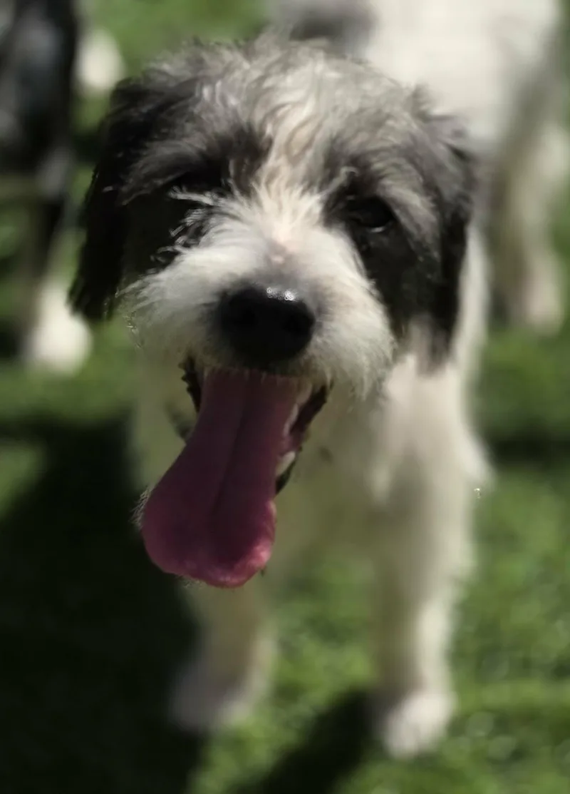 A young small-sized male Jack Russell Terrier dog named Dobbs for adoption in Anderson, SC