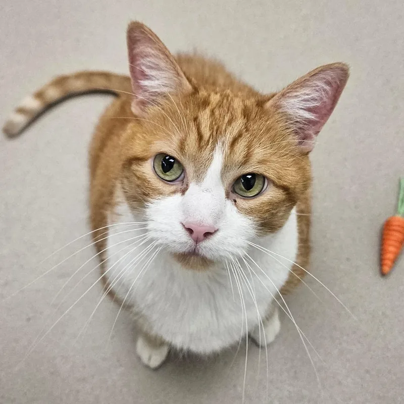 A senior extra large-sized male Orange / Red Domestic Short Hair cat named Charleston for adoption in Champaign, IL
