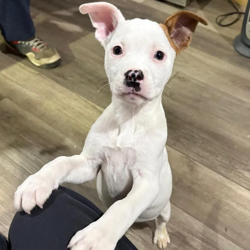 A baby medium-sized female White / Cream Mixed Breed dog named Charlie for adoption in Wappingers Falls, NY
