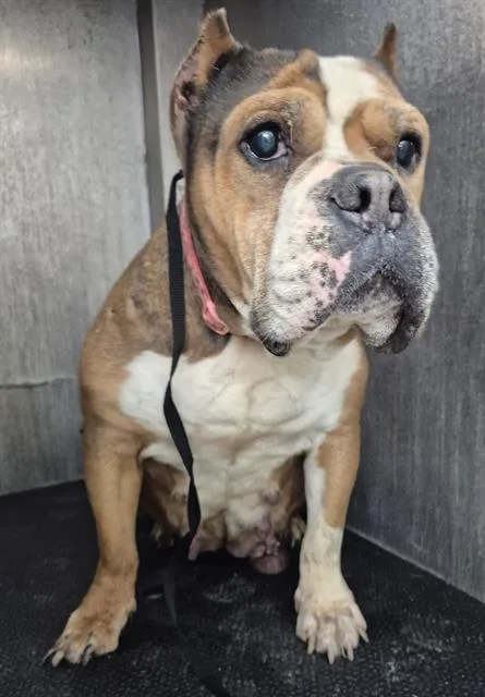 An adult medium-sized female American Bulldog dog named Trina for adoption in San Antonio, TX