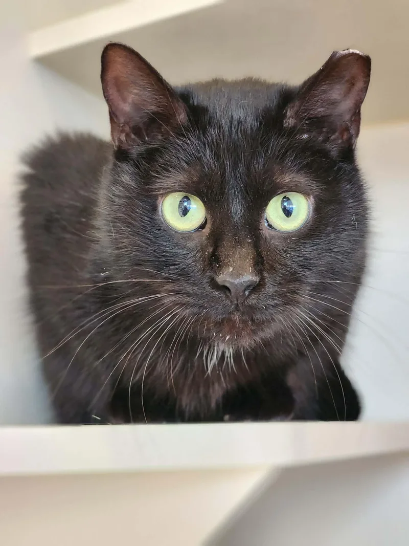 An adult medium-sized male Domestic Short Hair cat named Cabin Air Filter of for adoption in Sterling, VA