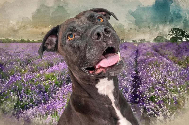 An adult large-sized female White / Cream Pit Bull Terrier dog named Lucy for adoption in Orlando, FL
