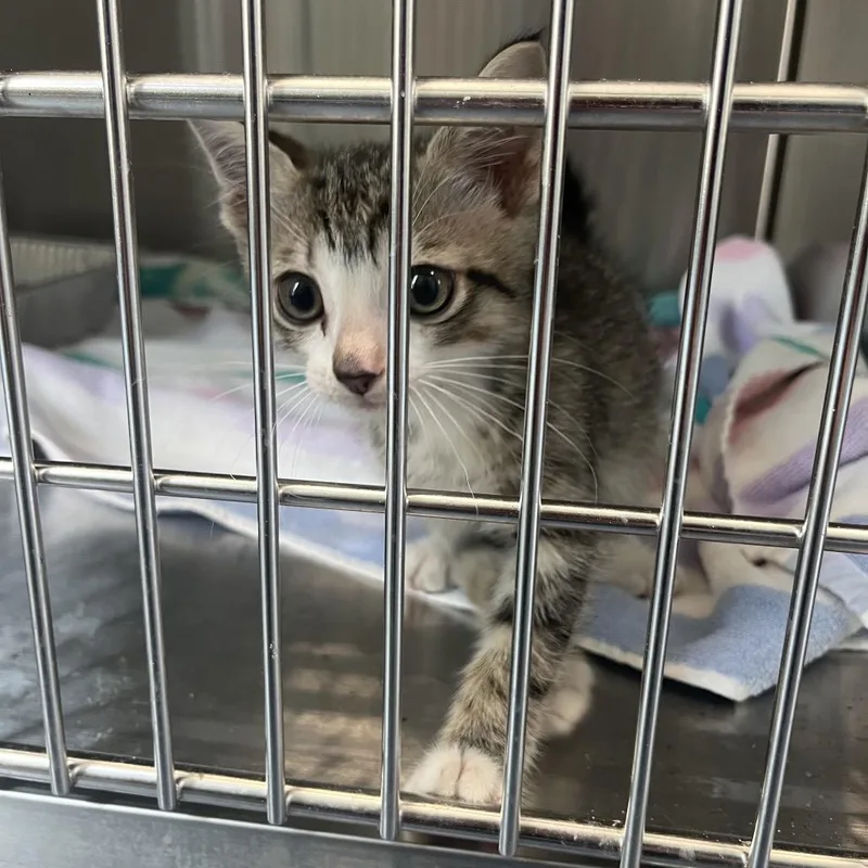 A baby small-sized male Gray / Blue / Silver Domestic Short Hair cat named Davidson for adoption in Greensboro, NC