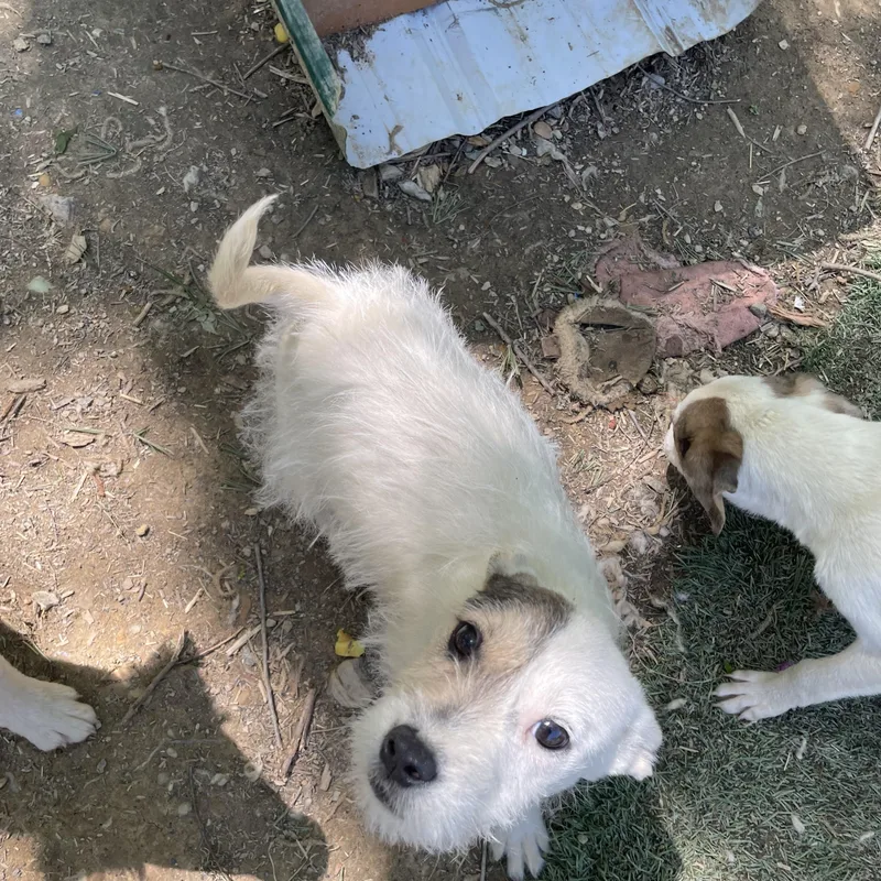 Precious Sweetpea thumbnail 2