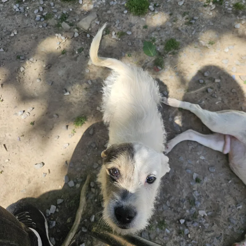 Precious Sweetpea thumbnail 3