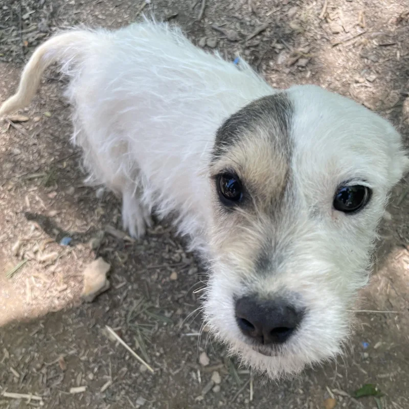 A baby medium-sized female White / Cream Parson Russell Terrier dog named Precious Sweetpea for adoption in Andover, MA