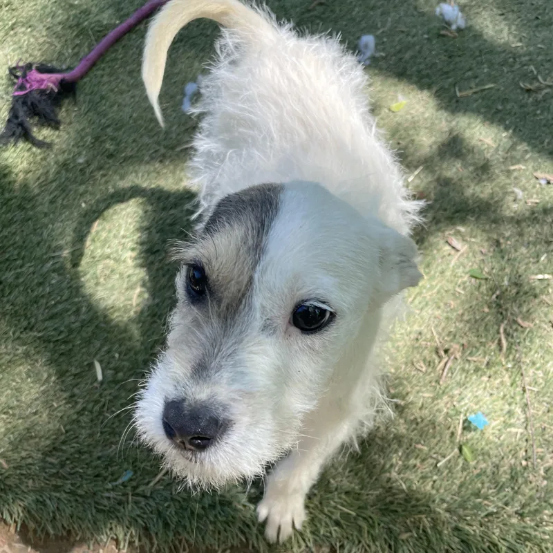 Precious Sweetpea thumbnail 4