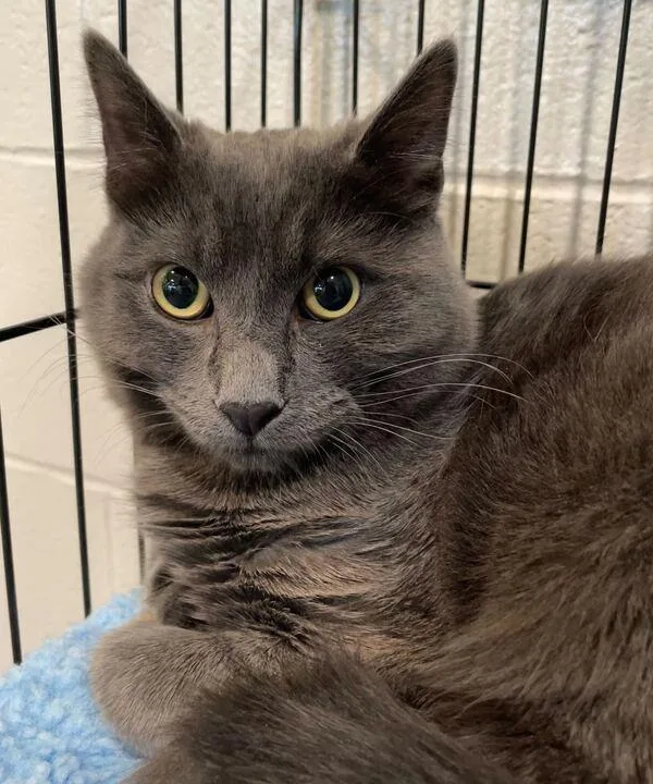 A young medium-sized male Gray / Blue / Silver Domestic Short Hair cat named Kringle for adoption in Jackson, MI