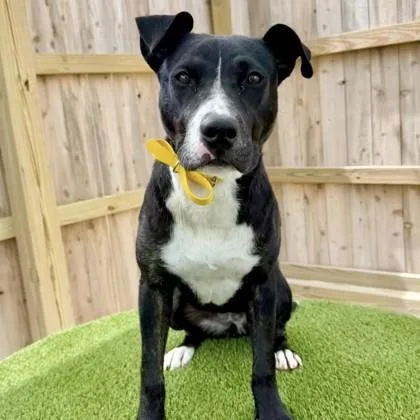 A young medium-sized female Terrier dog named Daphne Mae for adoption in Elk Grove Village, IL