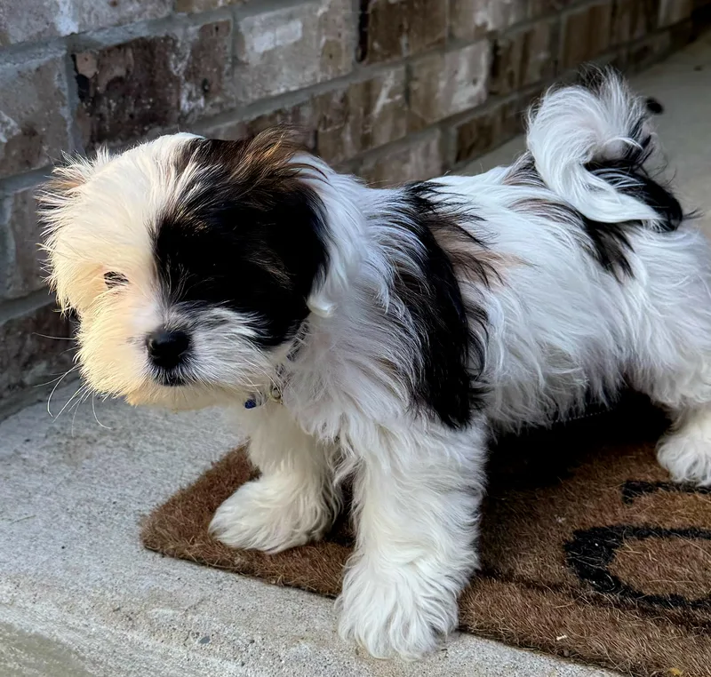 A baby small-sized male White / Cream Shih Tzu dog named Puppy Trey for adoption in Franklin, TN