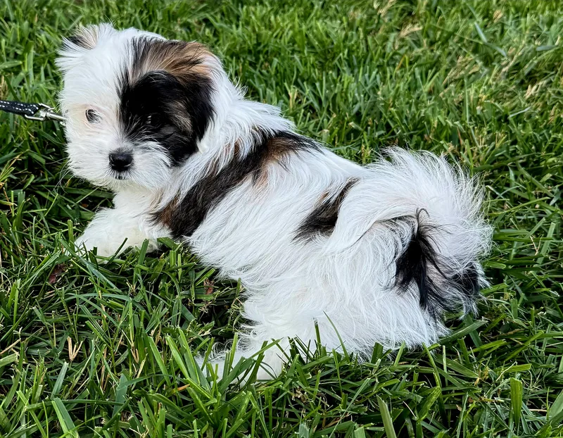 Puppy Trey thumbnail 2
