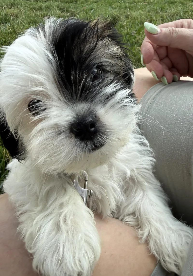 Puppy Trey thumbnail 3