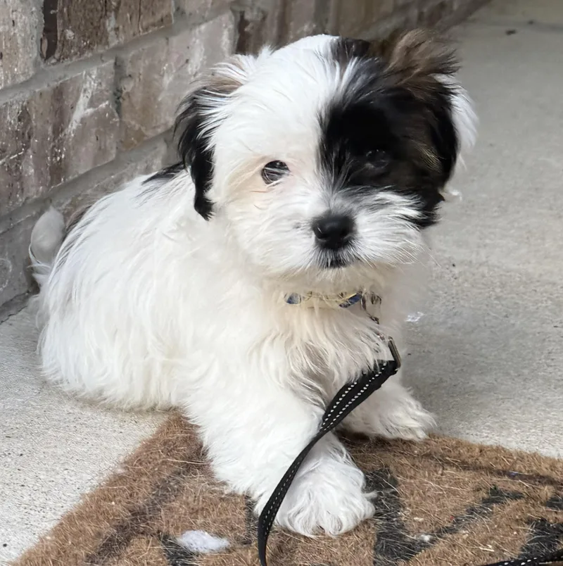 Puppy Trey thumbnail 4