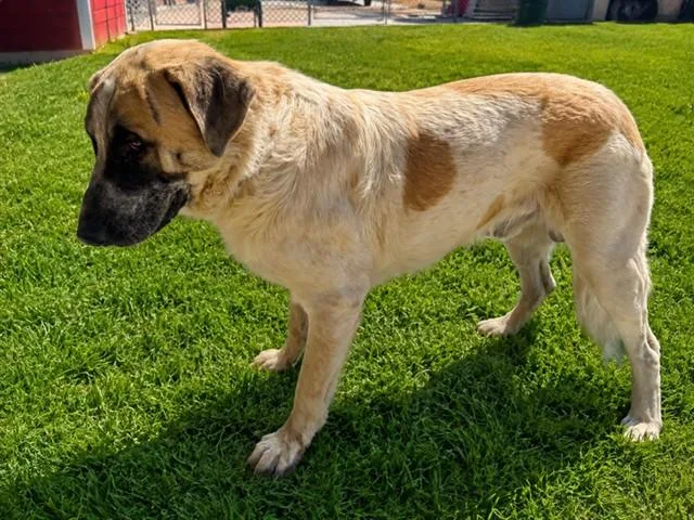 A young large-sized male Anatolian Shepherd dog named Raccoon for adoption in Lancaster, CA