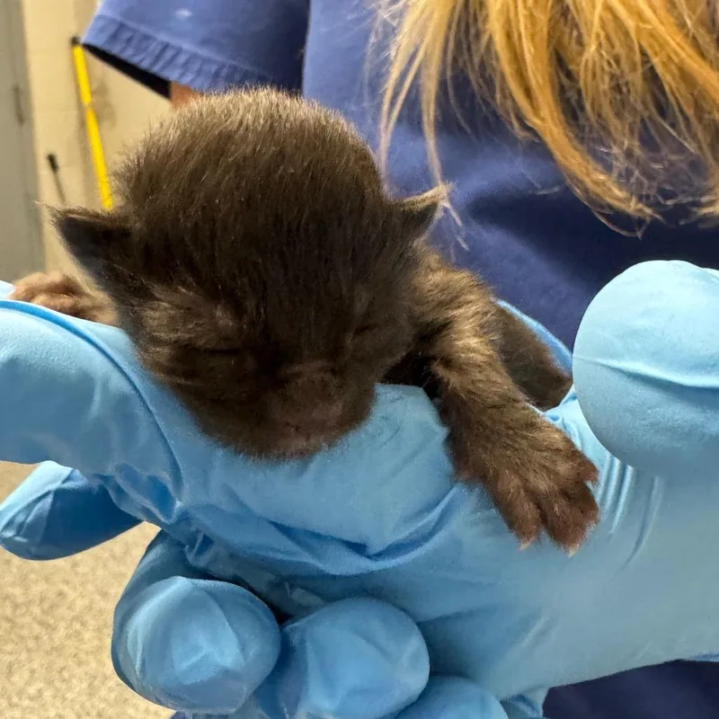 A baby small-sized male Black Domestic Short Hair cat named Ferb for adoption in Greenville, SC