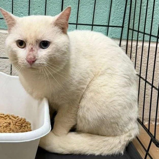 Marshmallow thumbnail 2