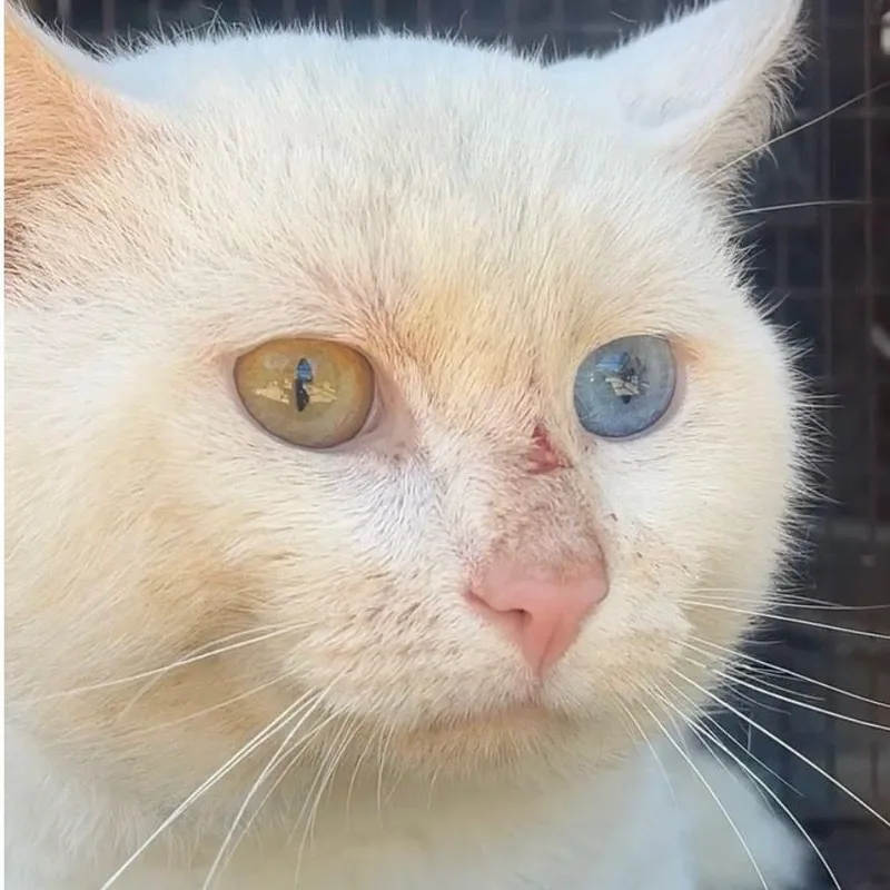 Marshmallow thumbnail 3