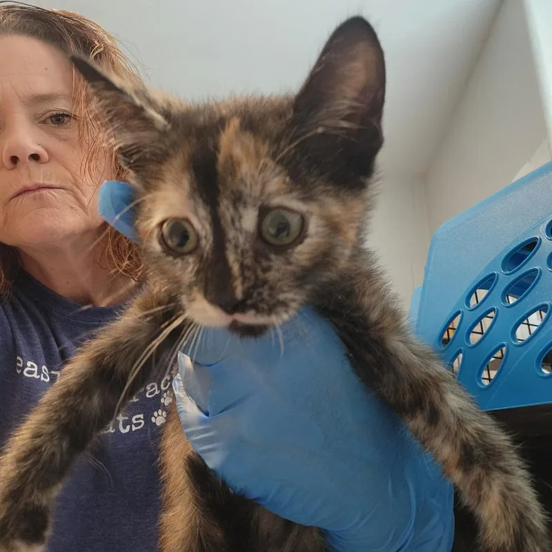 A baby small-sized female Tortoiseshell Domestic Short Hair cat named Matcha for adoption in Talent, OR